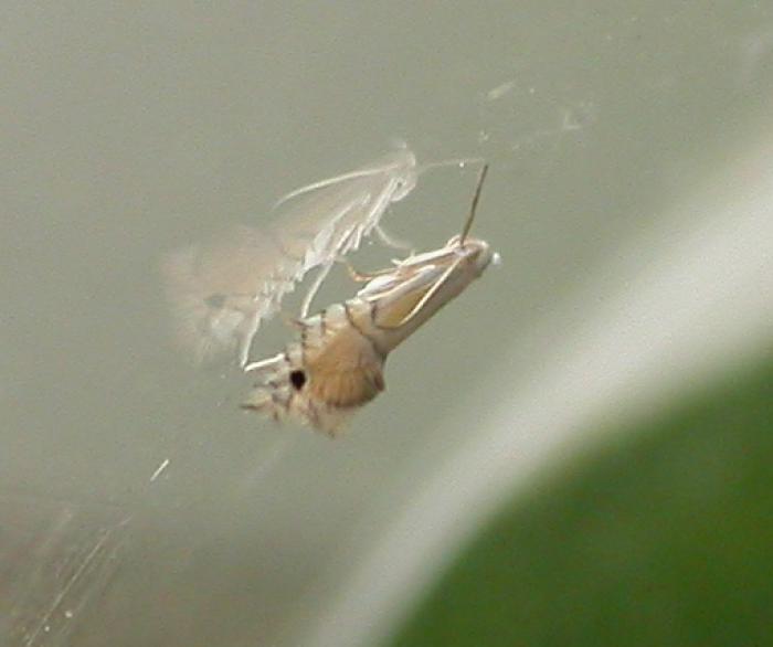 Phyllocnistis citrella Stainton, 1856 Werkgroep Bladmineerders